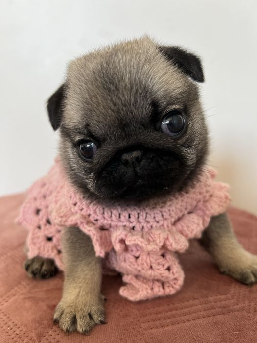 Mops Szczenie Samiec ZKwP FCI rasowy mopsik