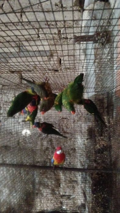 Psitacideos diversos