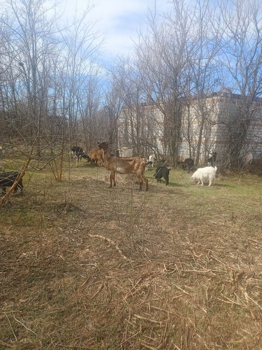 Продам козлят подростков