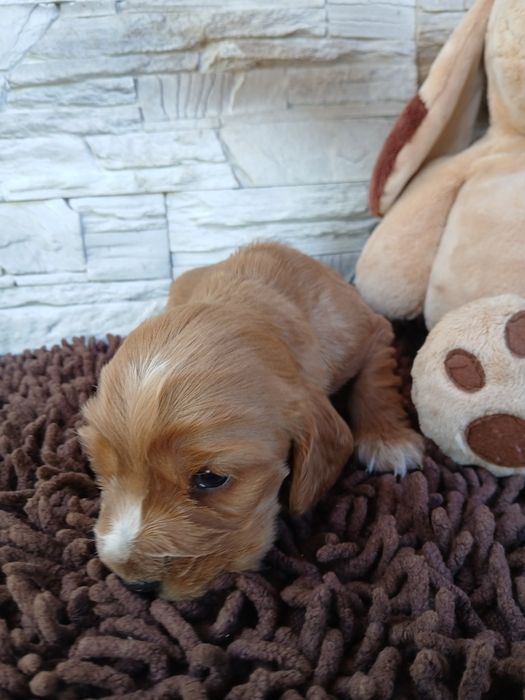 Cocker Spaniel Angielski sunia