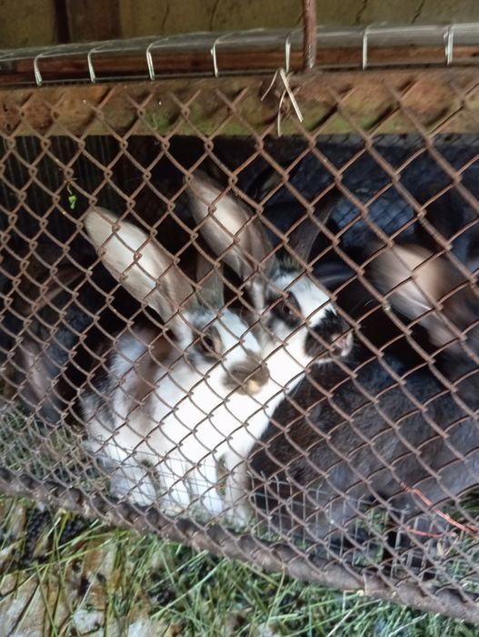 Кролі 3-4 місяці