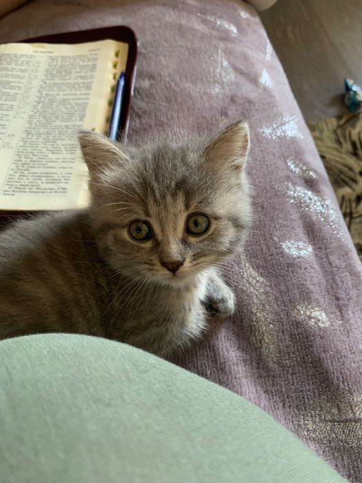 Кошенятко в добрі руки