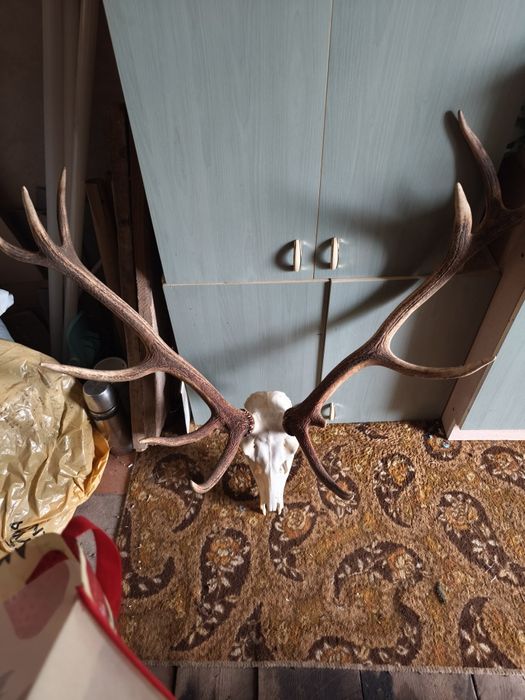 Poroże Jelenia 2sztuki