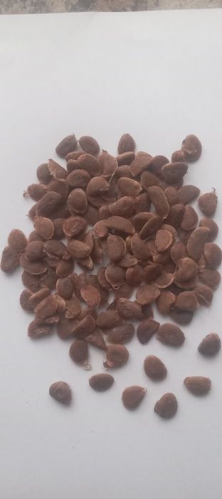 Насіння Хурми Вііргінська -30*