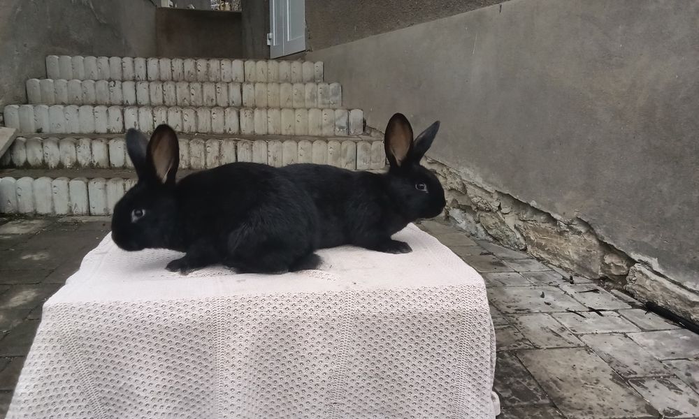 Кролі породи Полтавське срібло вік 45 днів