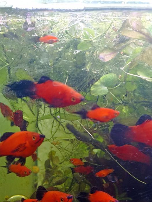 Продам пецилия Редиска чистая линия, яркий насыщенный окрас