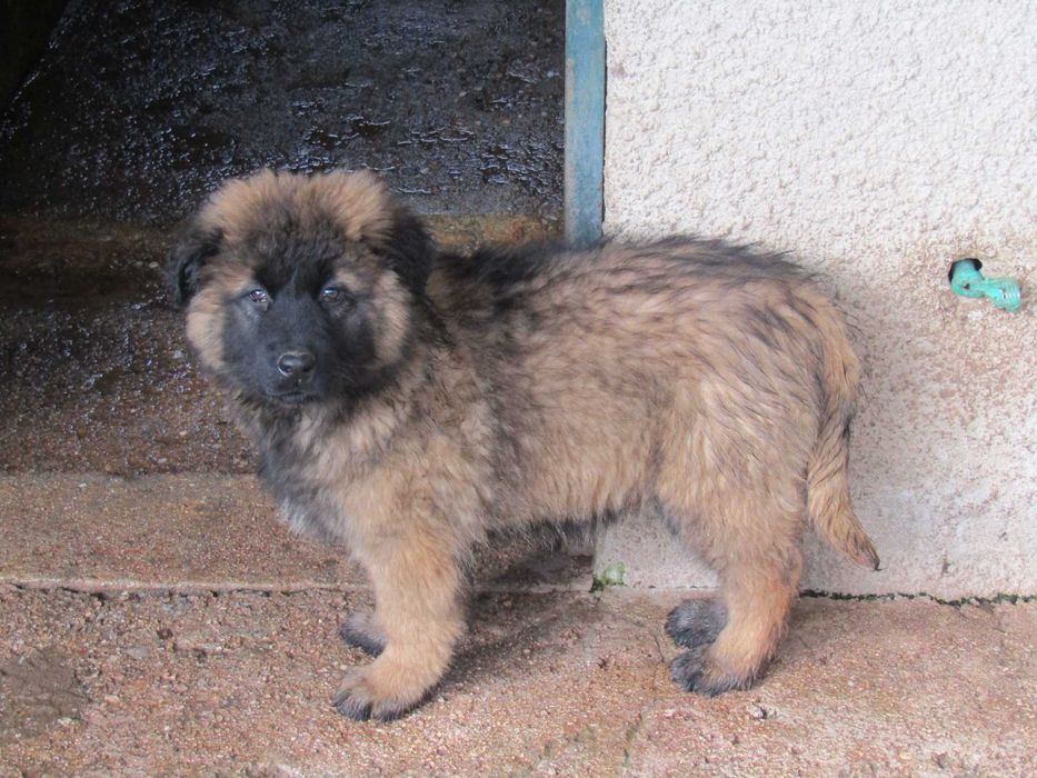 Cão Serra da Estrela Linha de Trabalho, com Pedigree/Afixo