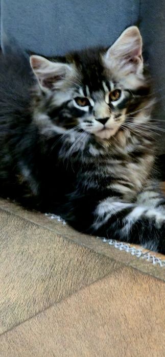 Maine Coon Nad Stawami
