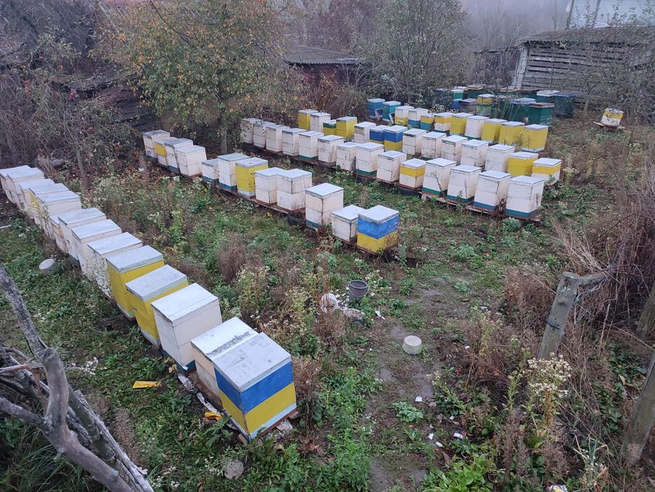 Продається пасіка вінницька обл.