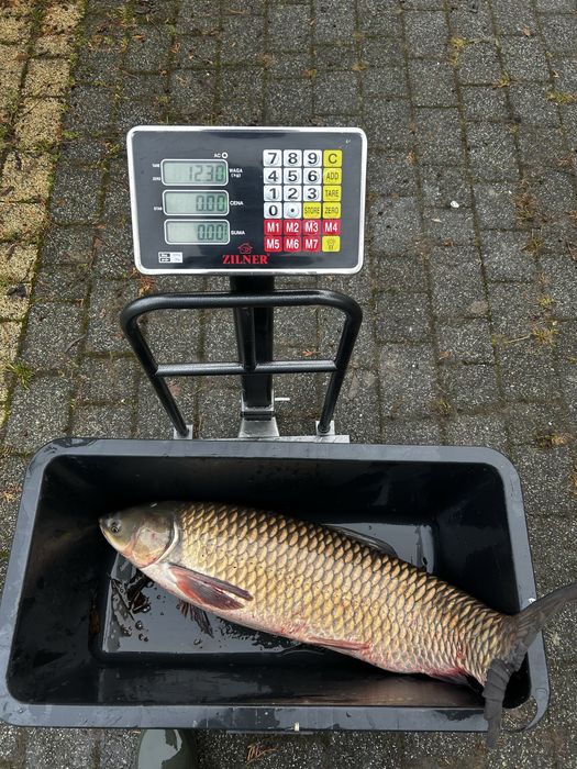 Sprzedam Ryby: Karpie, Amury, Tołpygi, Karasie, Szczupaki