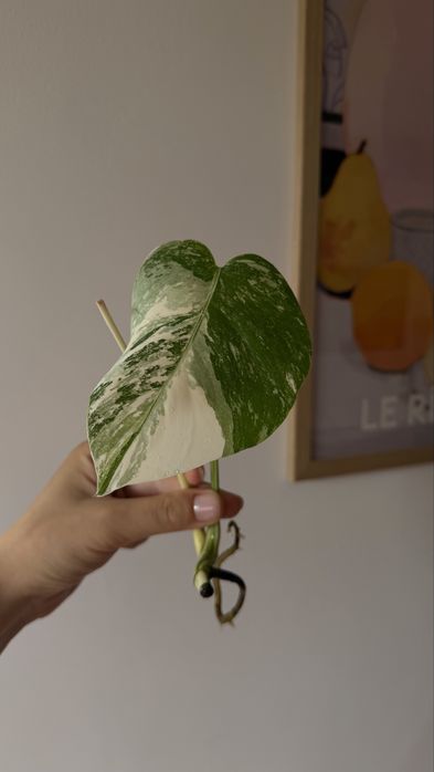 MONSTERA ALBO / монстера альба