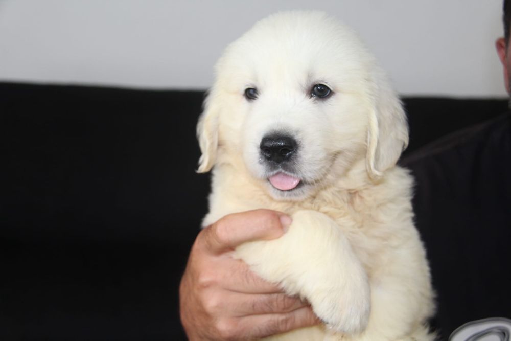 Golden Retriever com Lop e Afixo