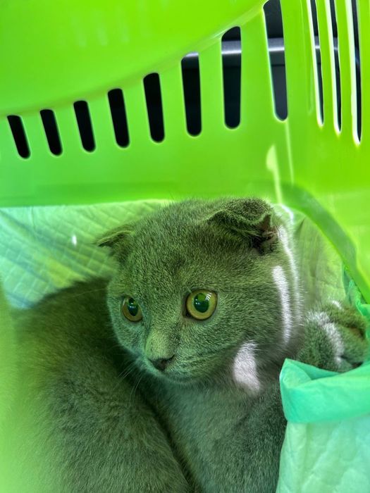 Британские котята