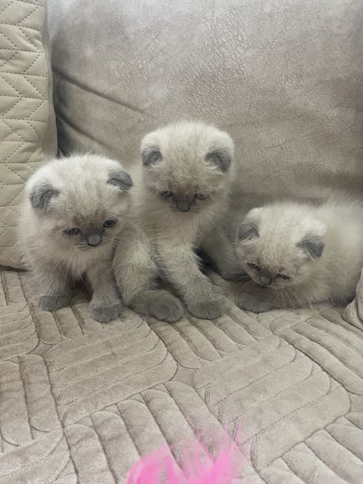 Шотландські кошенятка