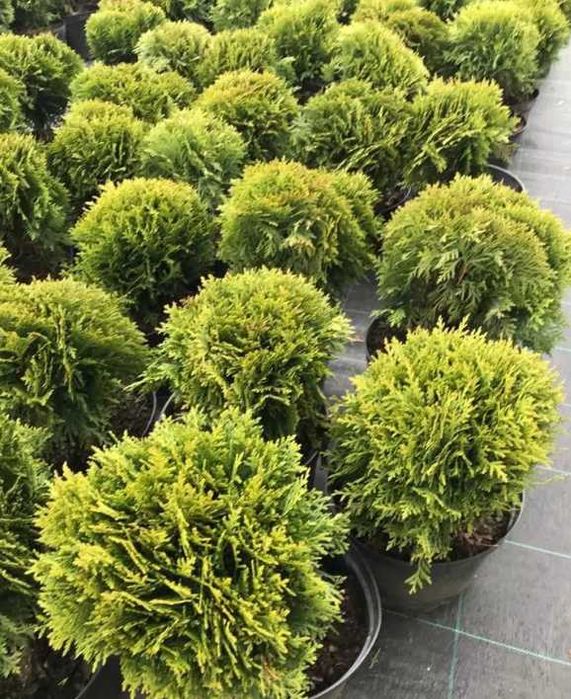 Туя Даніка кулястої форми