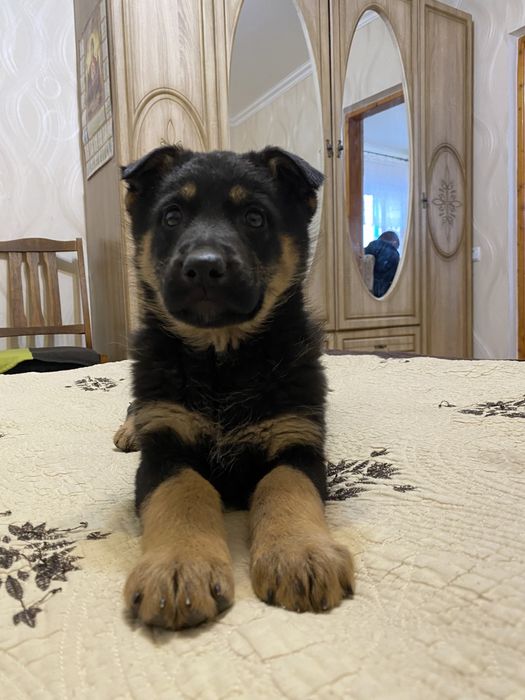 Німецька вівчарка