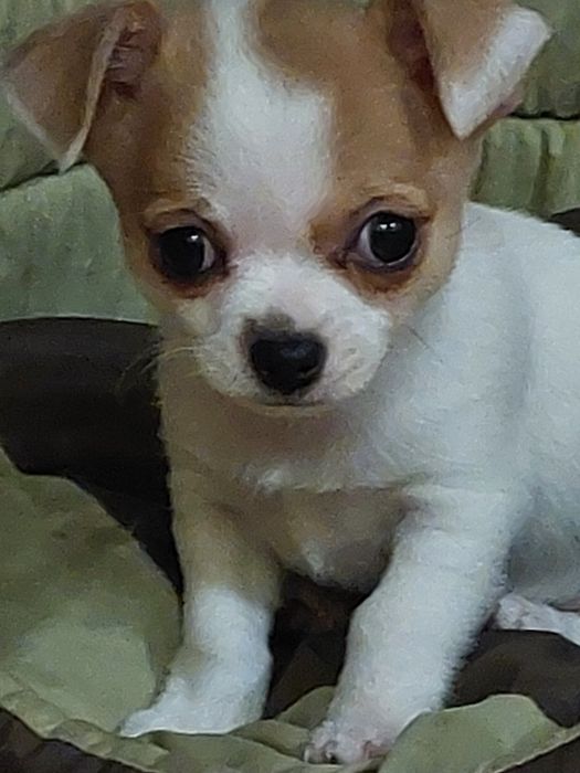 крошки  малышки чихуашки