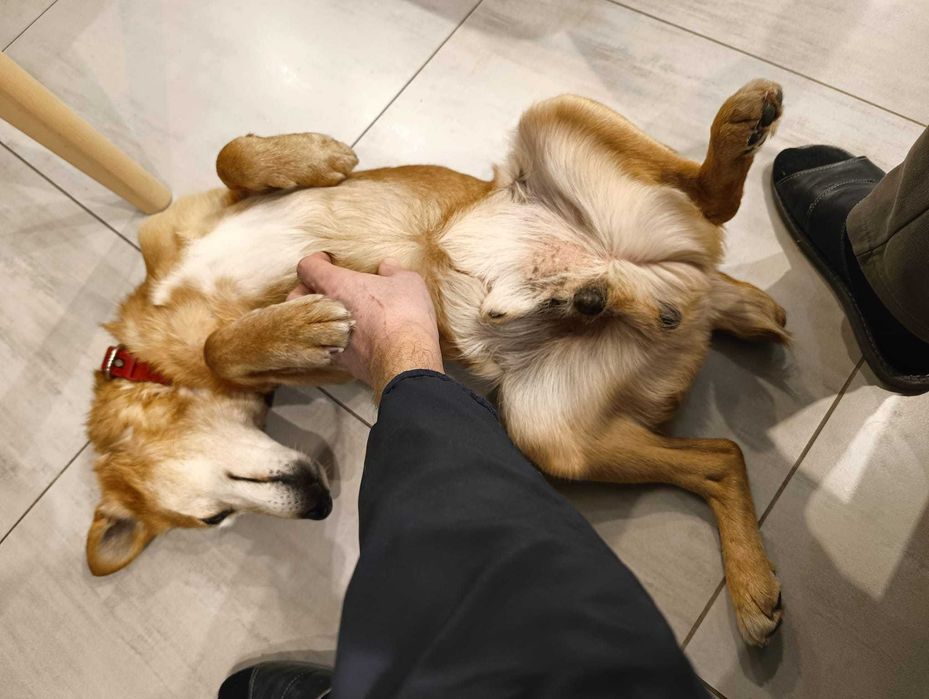 kontaktowy piękny pies Winnie do adopcji