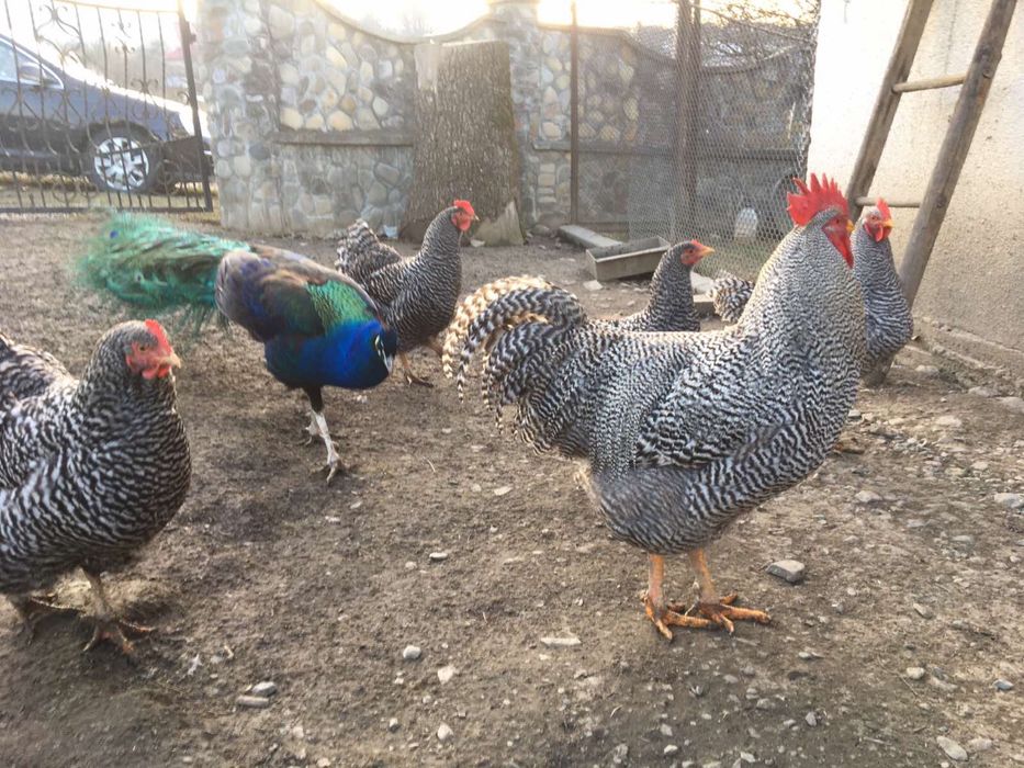 Кури амрокс