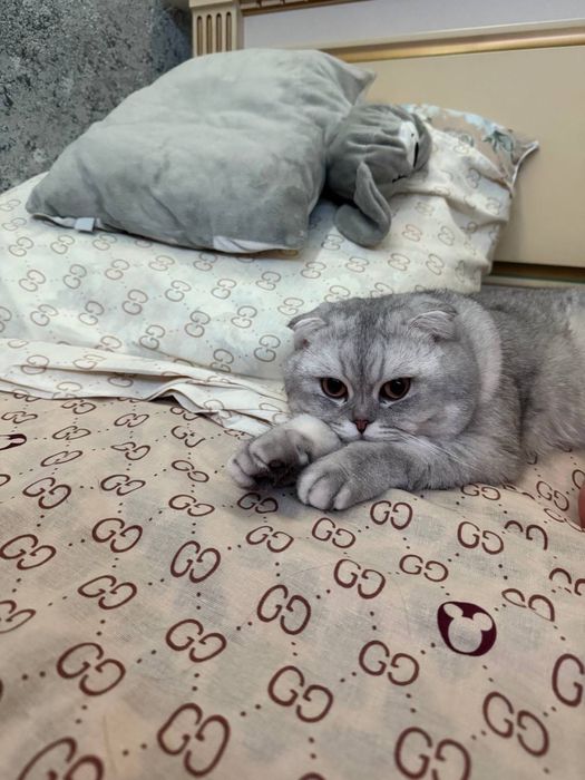 Вязка шотландского вислоухого