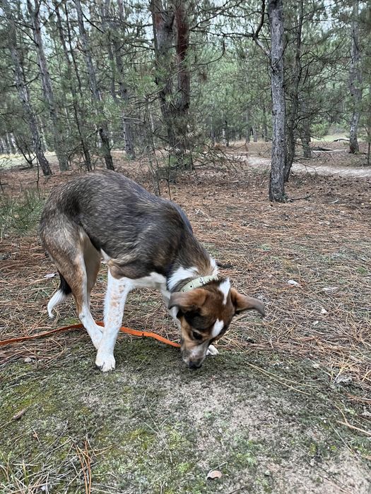 Стерилізована Дівчинка шукає родину, ТЕРМІНОВО