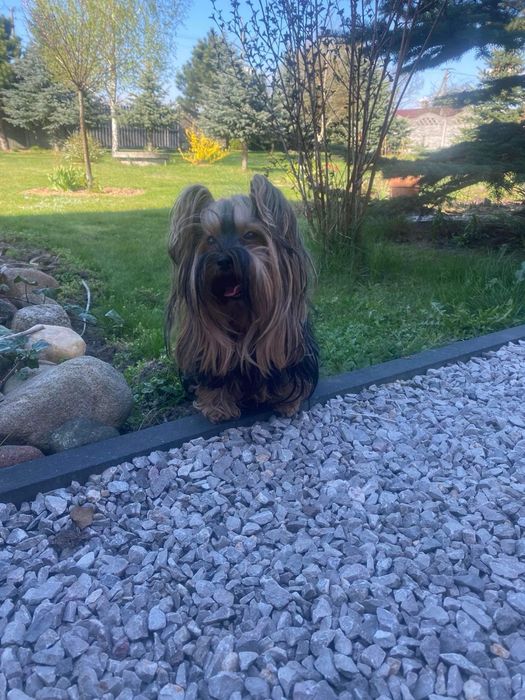 Yorkshire terrier