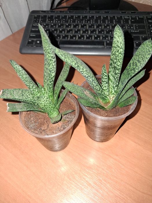 Гастерія сукулент