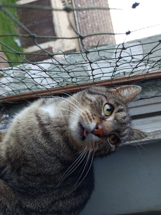 Kto da szansę Cujo?