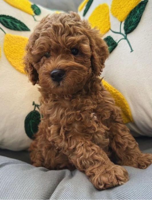 Солодкий хлопчик той пудель