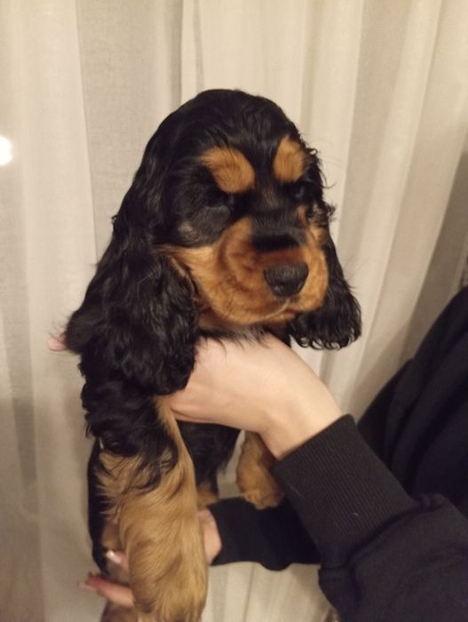 Suczka Cocker spaniel angielski