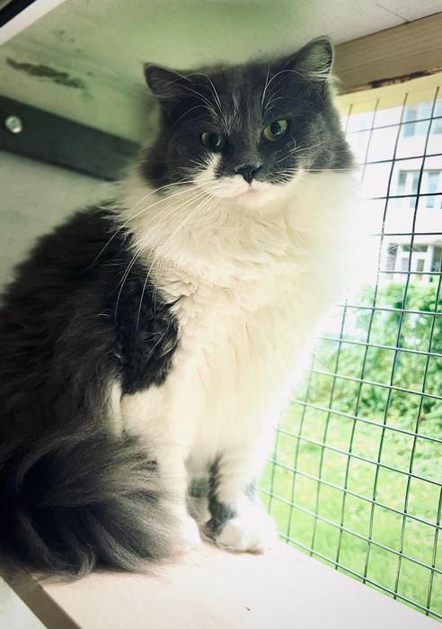 Львів Кішка стерилізована молода