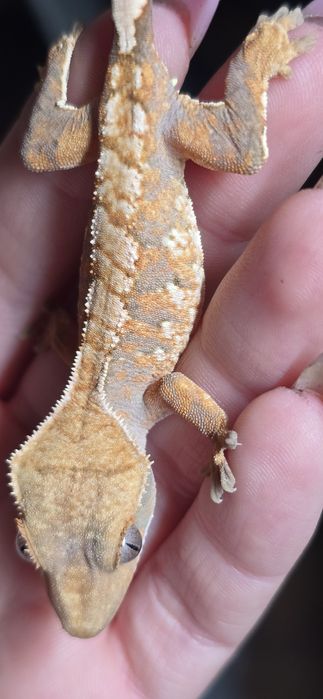 Zamienię gekony rozne