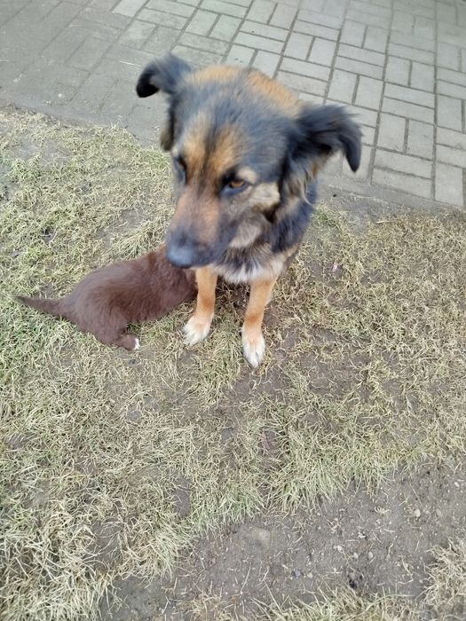 Szczeniaki 2 samce 4 suczki