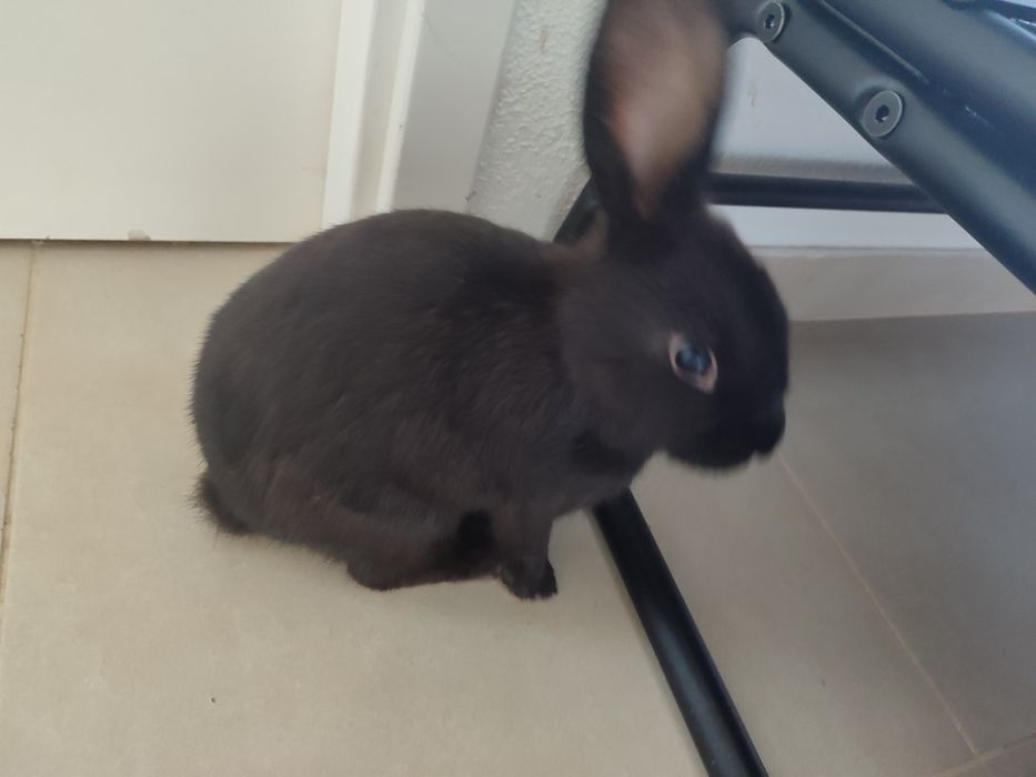 Coelhos mini lop ( coelhos anões  da raça com a orelha caída ) !!! leia a descrição !!!