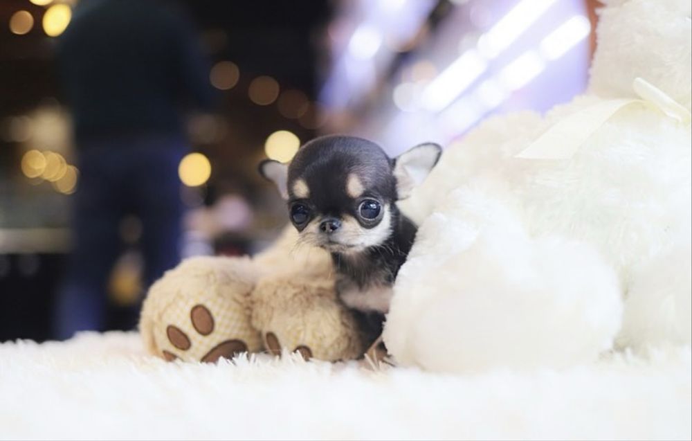 Чихуахуа МИКРО teacup разные окрасы