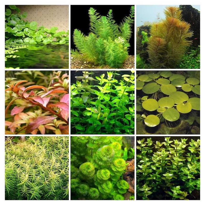 Набор Аква растений Кабомба, Людвигия, Бакопа, Щитолистник и др.