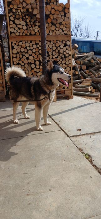 В'язка Сибірський Хаскі.