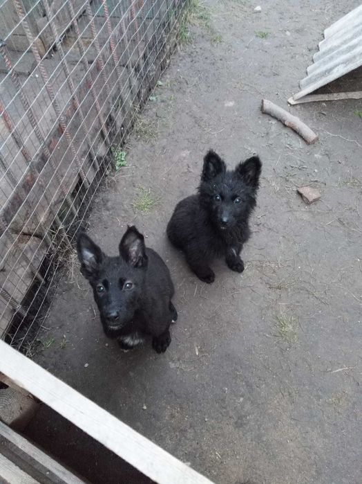 Бельгійська вівчарка