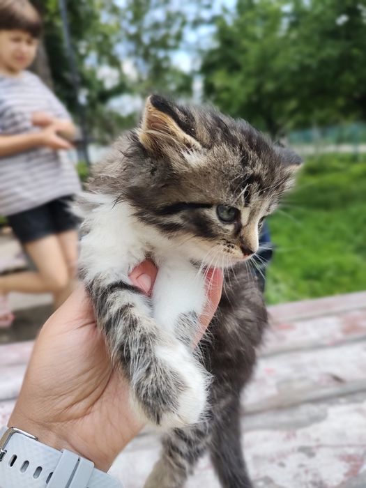 Сибірська кішка у добрі руки