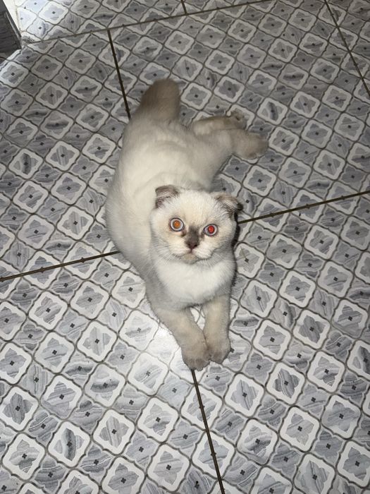 Котик хлопчик шотландський фолд