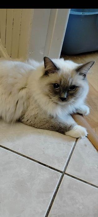 Śliczny kocurek ragdoll