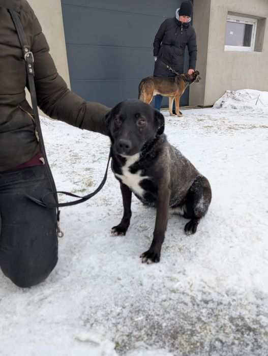 Gratka sunia do adopcji