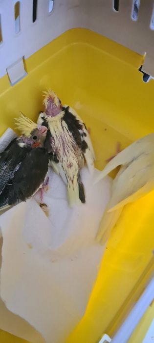 Papużki nimfy młode