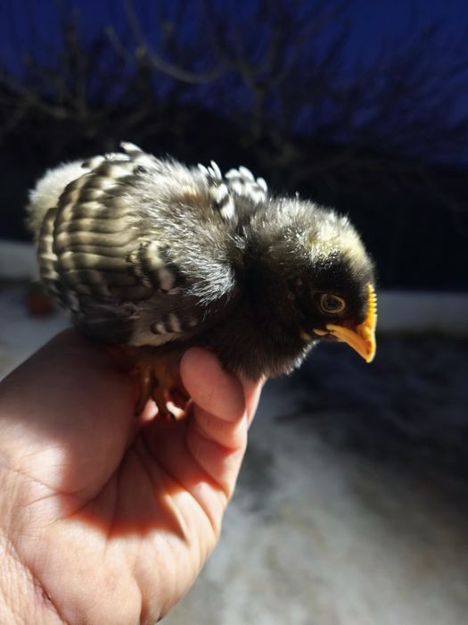 Pintos com e sem raça