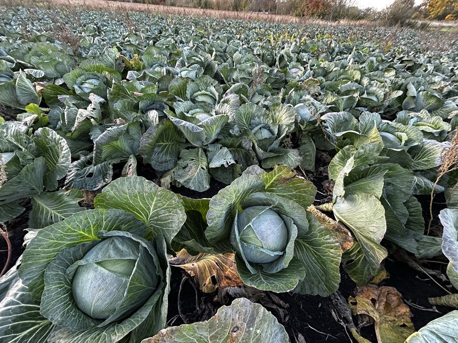 АГРЕСОР F1  |   Топ якість