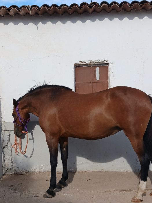 Vendo egua 8 anos mansa montada