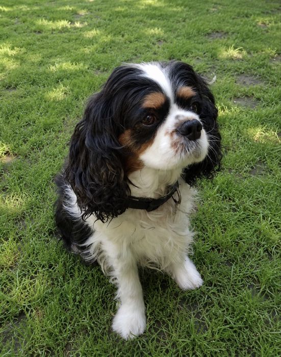 Suczka Cavalier King Charles Spaniel Blenheim