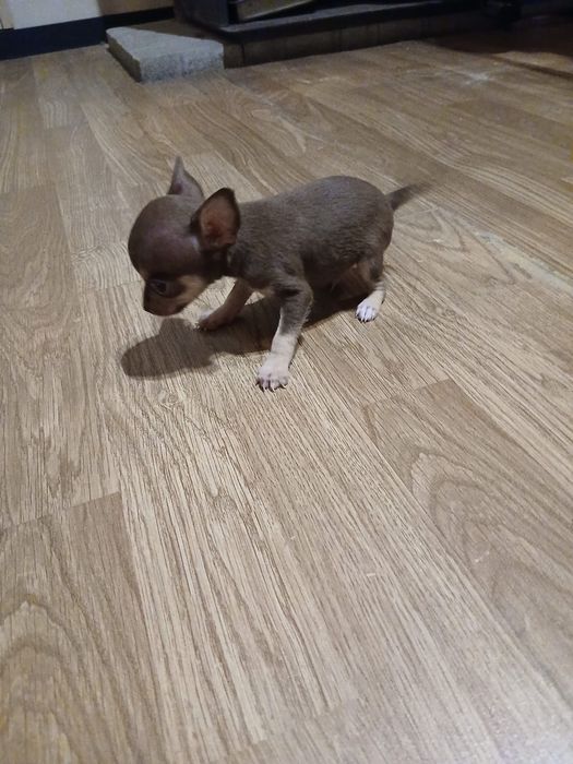 macho da raça Chihuahua, muito pequena cor chocolate