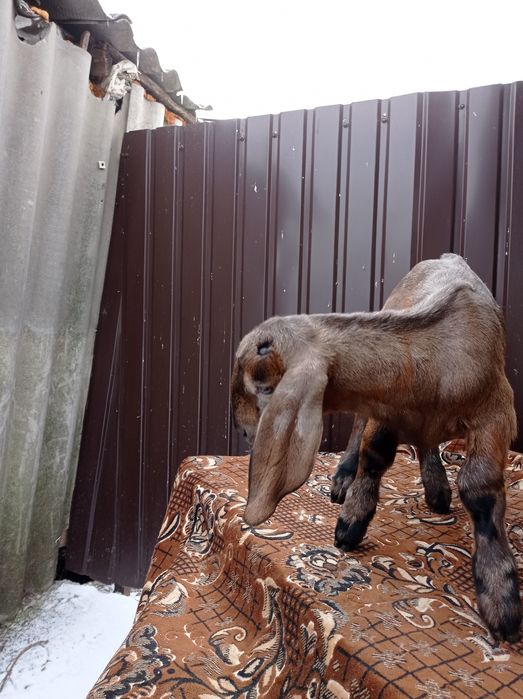 Козлик козиня козлик