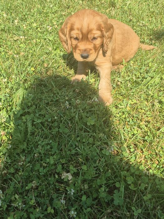 Cocker Spaniel piesek Dyzio